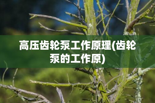 高压齿轮泵工作原理(齿轮泵的工作原)