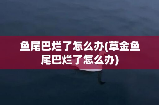 鱼尾巴烂了怎么办(草金鱼尾巴烂了怎么办)