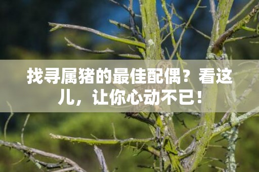 找寻属猪的最佳配偶？看这儿，让你心动不已！