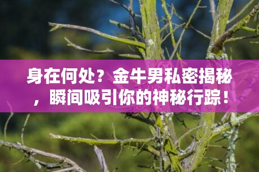 身在何处？金牛男私密揭秘，瞬间吸引你的神秘行踪！