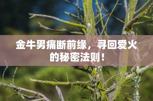 金牛男痛断前缘，寻回爱火的秘密法则！
