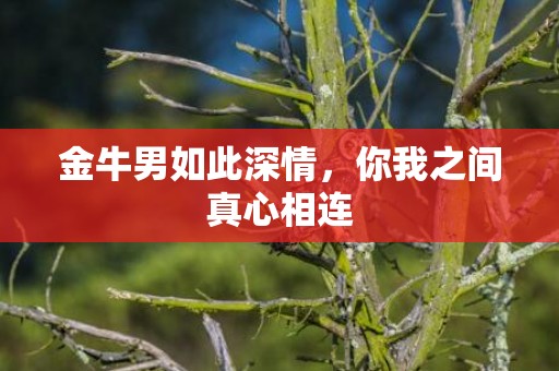 金牛男如此深情，你我之间真心相连