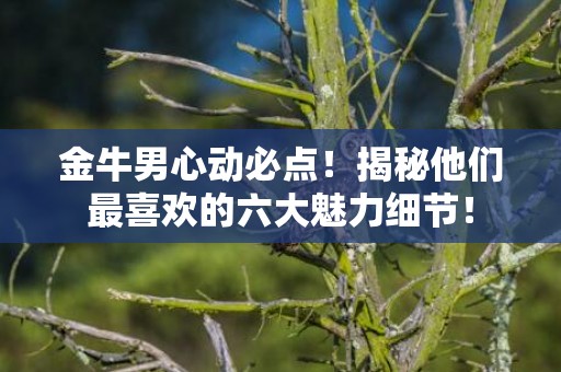 金牛男心动必点！揭秘他们最喜欢的六大魅力细节！