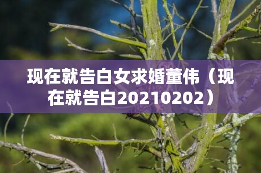现在就告白女求婚董伟（现在就告白20210202）
