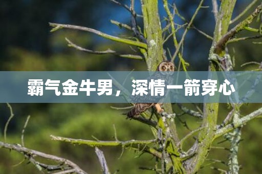 霸气金牛男，深情一箭穿心