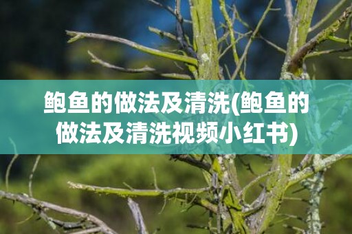 鲍鱼的做法及清洗(鲍鱼的做法及清洗视频小红书)