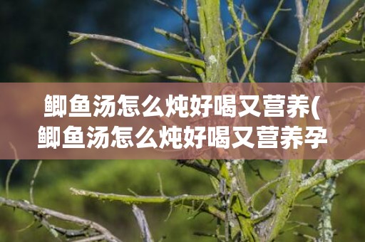 鲫鱼汤怎么炖好喝又营养(鲫鱼汤怎么炖好喝又营养孕妇)