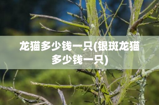 龙猫多少钱一只(银斑龙猫多少钱一只)