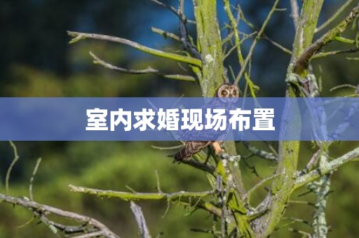 室内求婚现场布置