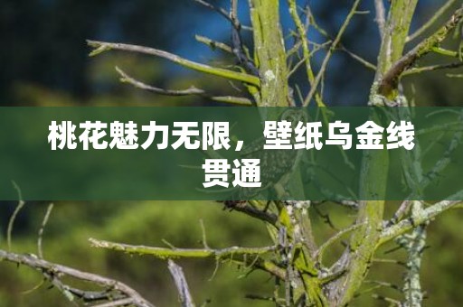 桃花魅力无限，壁纸乌金线贯通