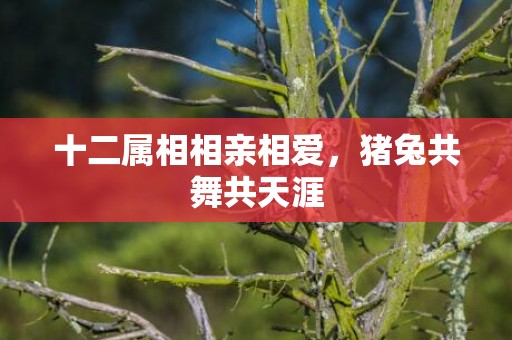 十二属相相亲相爱，猪兔共舞共天涯