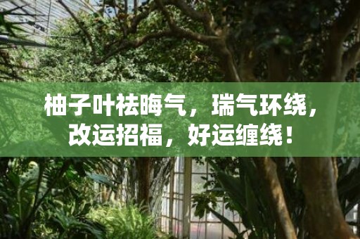 柚子叶祛晦气，瑞气环绕，改运招福，好运缠绕！