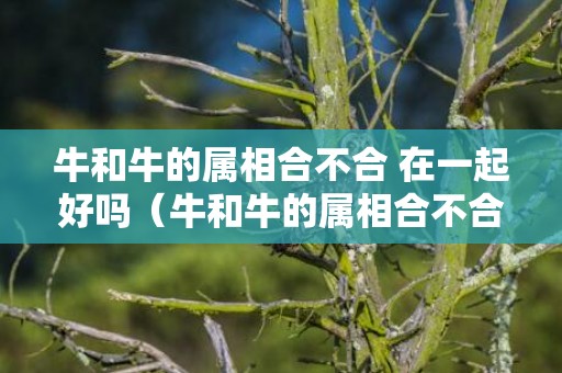 牛和牛的属相合不合 在一起好吗（牛和牛的属相合不合牛和牛的属相合不合结婚）