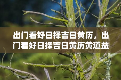 出门看好日择吉日黄历，出门看好日择吉日黄历黄道益(出门看好日择吉日黄历2022年)