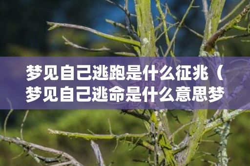 梦见自己逃跑是什么征兆（梦见自己逃命是什么意思梦见自己逃跑是什么意思,好不好_...）