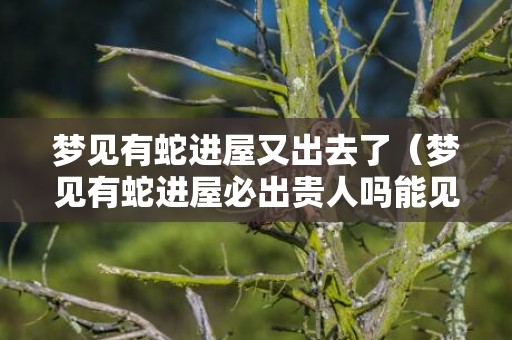 梦见有蛇进屋又出去了（梦见有蛇进屋必出贵人吗能见蛇进屋）