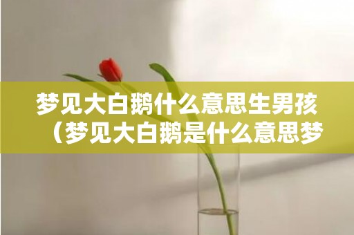 梦见大白鹅什么意思生男孩（梦见大白鹅是什么意思梦见大白鹅啥意思）