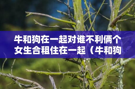 牛和狗在一起对谁不利俩个女生合租住在一起（牛和狗在一起对谁不利）