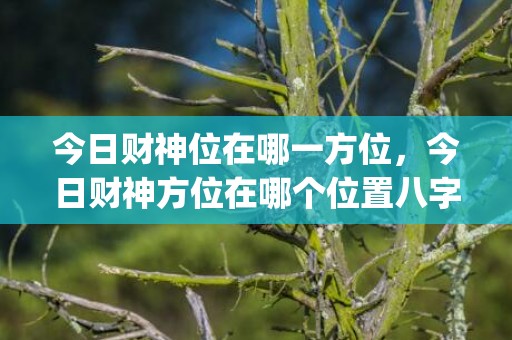 今日财神位在哪一方位，今日财神方位在哪个位置八字网(今日财神位在哪一方位)