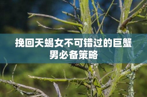 挽回天蝎女不可错过的巨蟹男必备策略