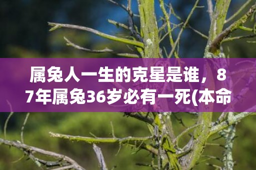 属兔人一生的克星是谁，87年属兔36岁必有一死(本命年犯太岁怎么破解属兔)