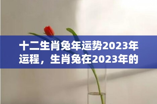 十二生肖兔年运势2023年运程，生肖兔在2023年的运势以及注意月份(十二生肖兔年运势运程)