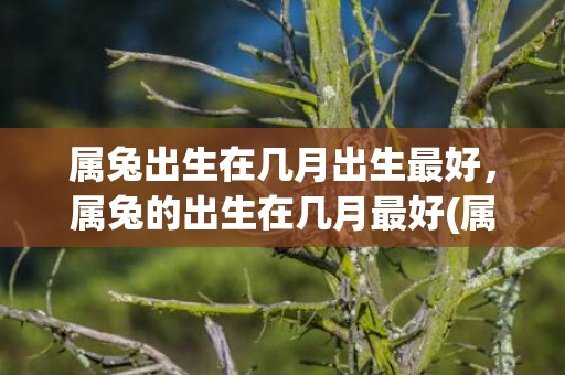 属兔出生在几月出生最好，属兔的出生在几月最好(属兔出生在几月出生最好)