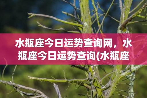 水瓶座今日运势查询网，水瓶座今日运势查询(水瓶座今日运势查询运)