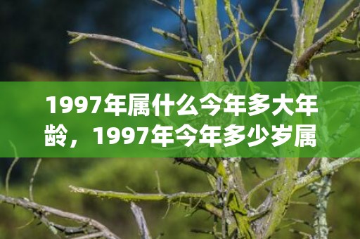 1997年属什么今年多大年龄，1997年今年多少岁属什么(1997年属什么生肖配对女)