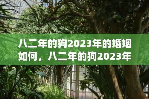 八二年的狗2023年的婚姻如何，八二年的狗2023年的运程(八二年的狗2023年多少岁)