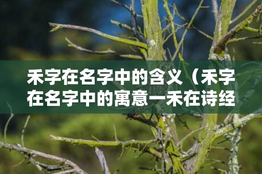 禾字在名字中的含义（禾字在名字中的寓意一禾在诗经中的意思）