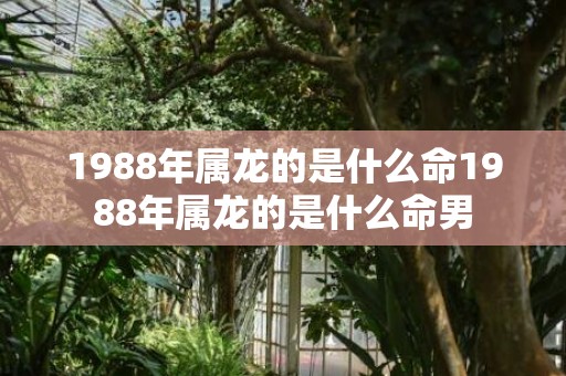 1988年属龙的是什么命1988年属龙的是什么命男