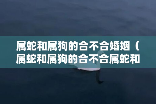 属蛇和属狗的合不合婚姻（属蛇和属狗的合不合属蛇和属狗的合不合适）