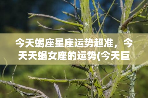 今天蝎座星座运势超准，今天天蝎女座的运势(今天巨蟹座星座运势)