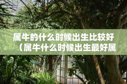 属牛的什么时候出生比较好（属牛什么时候出生最好属牛忌讳几月出生）