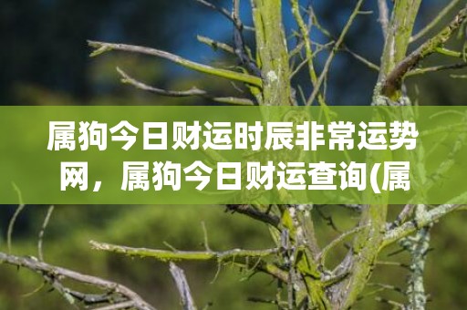 属狗今日财运时辰非常运势网，属狗今日财运查询(属龙今日的财运时辰)