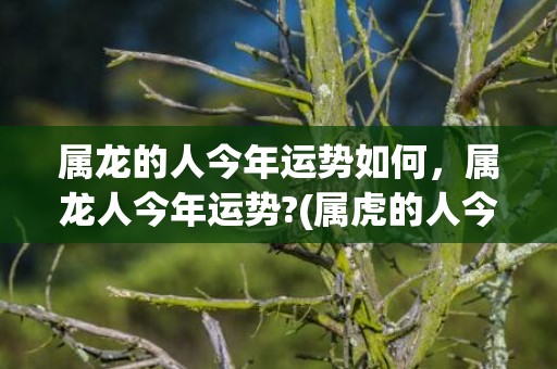 属龙的人今年运势如何，属龙人今年运势?(属虎的人今年运势)