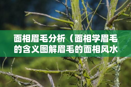 面相眉毛分析（面相学眉毛的含义图解眉毛的面相风水学解说）