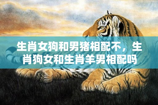 生肖女狗和男猪相配不，生肖狗女和生肖羊男相配吗