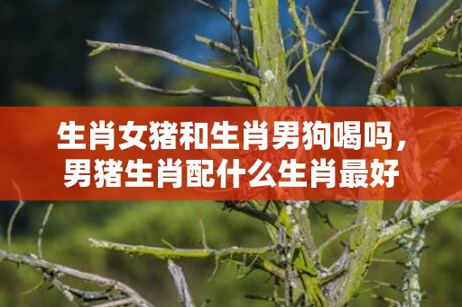生肖女猪和生肖男狗喝吗，男猪生肖配什么生肖最好