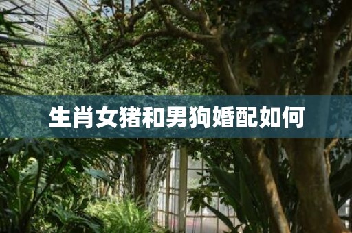 生肖女猪和男狗婚配如何
