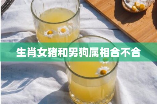 生肖女猪和男狗属相合不合