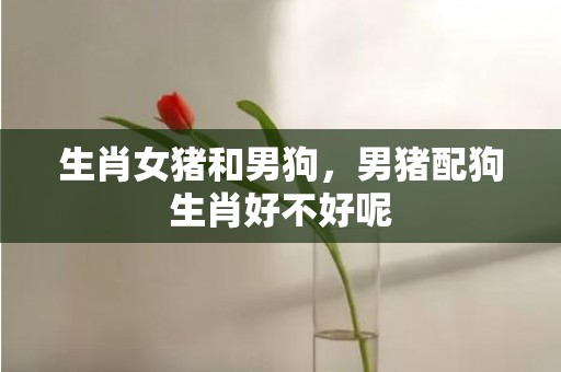 生肖女猪和男狗，男猪配狗生肖好不好呢