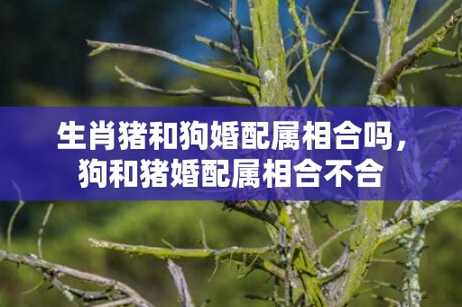 生肖猪和狗婚配属相合吗，狗和猪婚配属相合不合