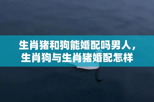 生肖猪和狗能婚配吗男人，生肖狗与生肖猪婚配怎样