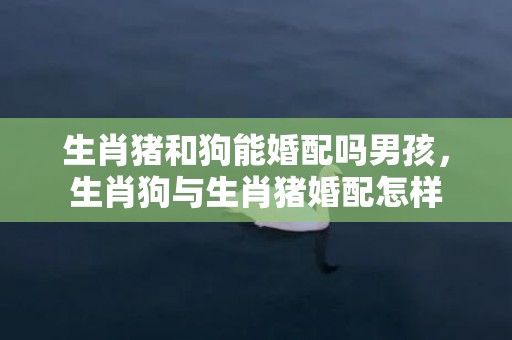 生肖猪和狗能婚配吗男孩，生肖狗与生肖猪婚配怎样