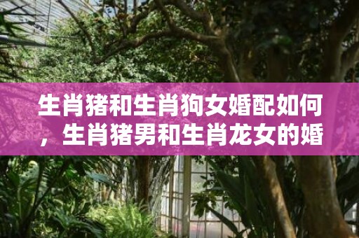 生肖猪和生肖狗女婚配如何，生肖猪男和生肖龙女的婚配怎么样
