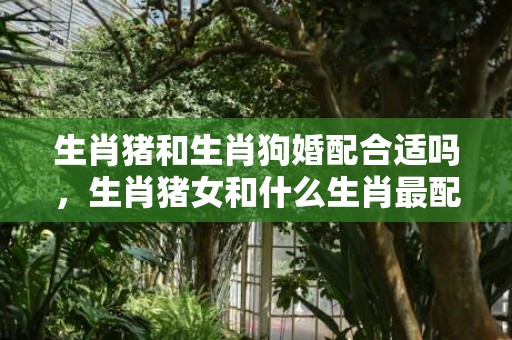 生肖猪和生肖狗婚配合适吗，生肖猪女和什么生肖最配婚