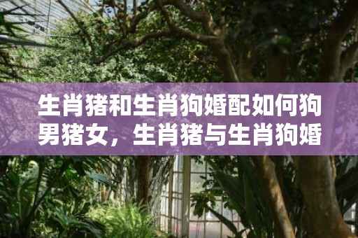 生肖猪和生肖狗婚配如何狗男猪女，生肖猪与生肖狗婚配好吗