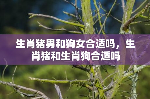 生肖猪男和狗女合适吗，生肖猪和生肖狗合适吗